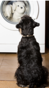 Dog watching washing machine